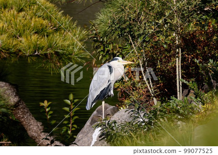 Gray heron Gray heron 99077525