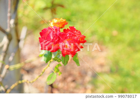 玫瑰花觸摸鼓 玫瑰花觸摸鼓 99078017
