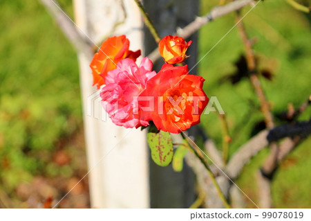 玫瑰花觸摸鼓 玫瑰花觸摸鼓 99078019