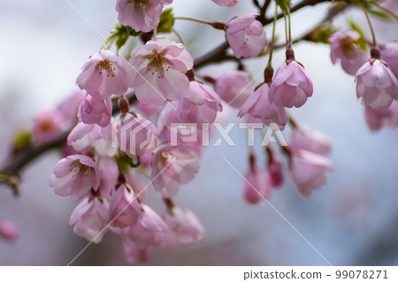 Cherry blossoms in full bloom in May, Hokkaido Cherry blossoms in full bloom in May, Hokkaido 99078271