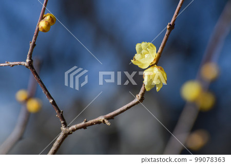 Wax plum Wax plum 99078363