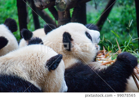Giant Panda (China - Chengdu Okuma School Breeding Research Base) 99078565