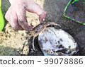 手抓鬼蟹 99078886
