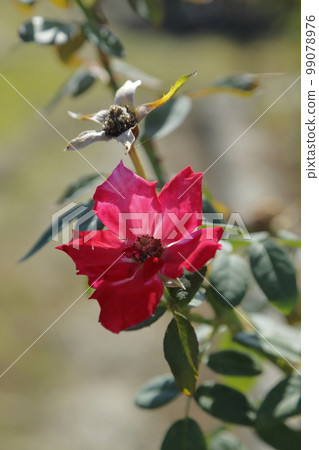 荒尾市少女公民花壇玫瑰花, 荒尾市少女公民花壇玫瑰花, 99078976