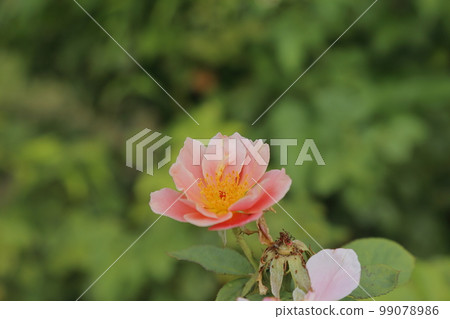 荒尾市少女公民花壇玫瑰花， 99078986