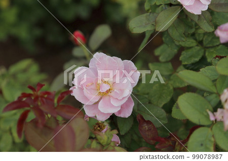 荒尾市少女公民花壇玫瑰花, 荒尾市少女公民花壇玫瑰花, 99078987
