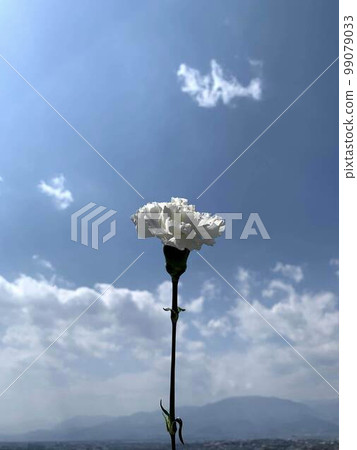 A single white lily floating in the sky 99079033
