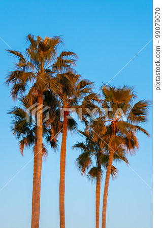 Palm tree 99079070