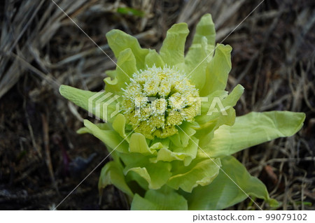 春天的信件 吹之戶 99079102