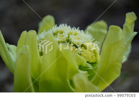 春天的信件 吹之戶 99079103