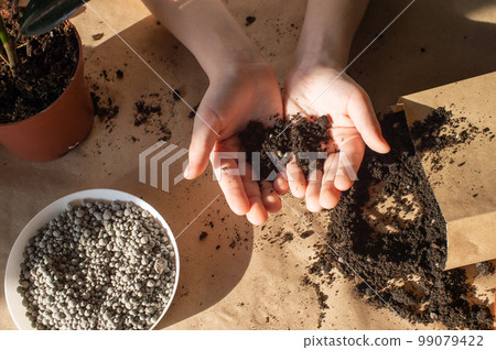 Hold the soil in your hands. Replanting home plants Hold the soil in your hands. Replanting home plants 99079422
