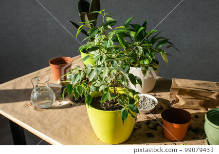 Indoor ficus plants are on the table for transplanting. A tool for transplanting. A jug of water 99079431