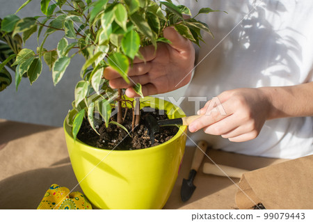 The child's hands take care of indoor plants, loosen the ground with a soil tool, fertilize the soil 99079443