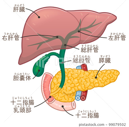 Illustration of the liver, pancreas, gallbladder, and biliary tract 99079502