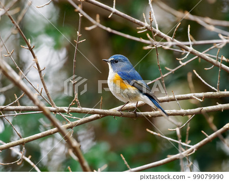 Himalayan Bluetail Male Passerine Flycatidae 99079990