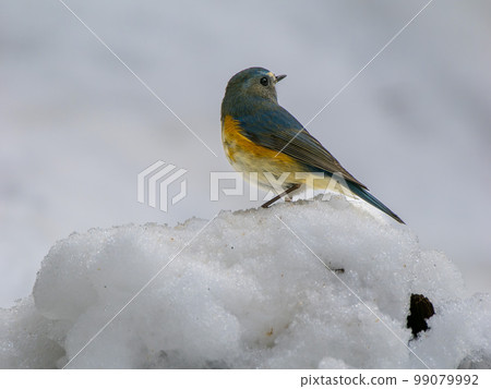 Himalayan Bluetail Male Passerine Flycatidae 99079992