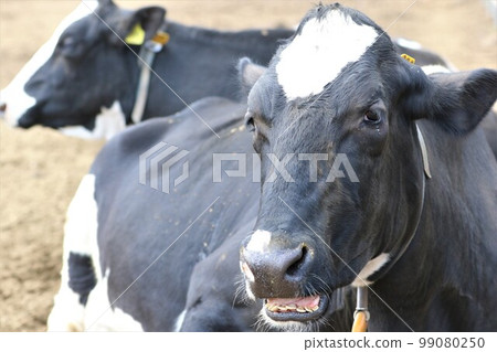 A Holstein dairy cow that looks like it's talking with its mouth open at a ranch in Hidaka City, Saitama Prefecture♡ 99080250