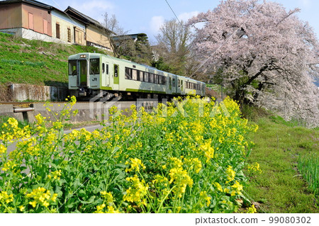 Shinshu in spring The JR Iiyama Line (between Kaesa Station and Kamiimai Station) is colored with rape blossoms and cherry blossoms and bathed in the morning sun. Shinshu in spring The JR Iiyama Line (between Kaesa Station and Kamiimai Station) is colored with rape blossoms and cherry blossoms and bathed in the morning sun. 99080302