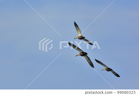 Three spot-billed ducks flying high 99080325