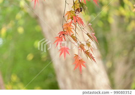 日本秋天的落葉 99080352