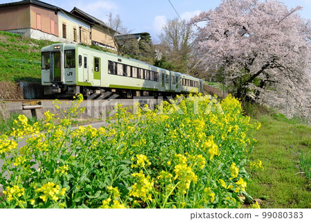 JR Iiyama Line (between Kaesa Station and Kamiimai Station) colored with rape blossoms and cherry blossoms bathed in the morning sun in spring Shinshu JR Iiyama Line (between Kaesa Station and Kamiimai Station) colored with rape blossoms and cherry blossoms bathed in the morning sun in spring Shinshu 99080383