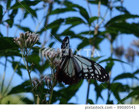 板栗虎蝴蝶蝴蝶 99080541