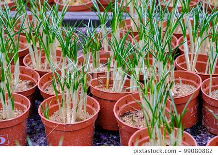 Crocus seedlings in the greenhouse. Flowers for planting. Waiting for spring. organic plant breeding. Crocus seedlings in the greenhouse. Flowers for planting. Waiting for spring. organic plant breeding. 99080882