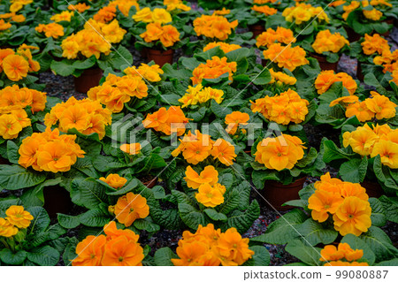 Ornamental plants and flowers grow for gardening in modern greenhouse 99080887