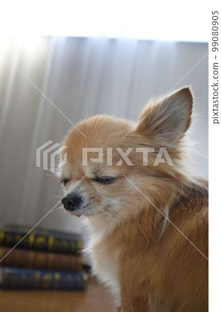 書和困的吉娃娃 99080905