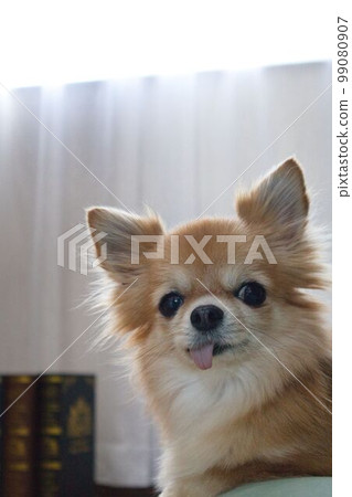 吉娃娃與書和舌頭 99080907