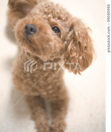 Walk with toy poodle Walk with toy poodle 99080998