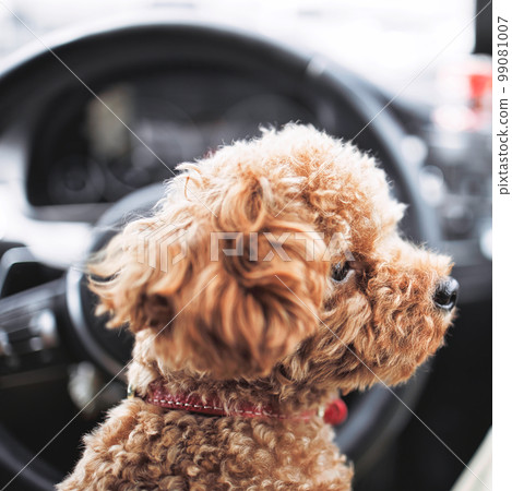 Walk with toy poodle Walk with toy poodle 99081007