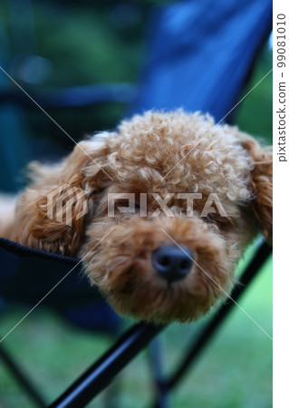 Walk with toy poodle Walk with toy poodle 99081010