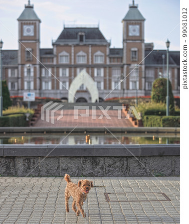 Walk with toy poodle Walk with toy poodle 99081012