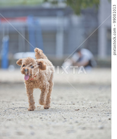 Walk with toy poodle 99081013