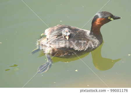 Grebe parent and child on the back 99081176