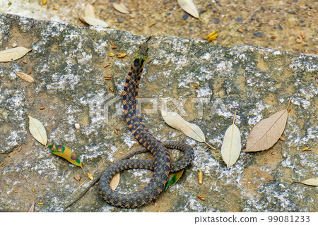 Yamakagashi showing its back intimidatingly Yamakagashi showing its back intimidatingly 99081233