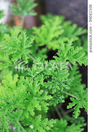 天竺葵0011 99081506