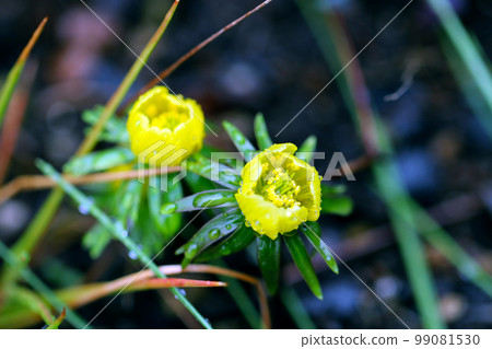 Primitive small yellow flower "Kibana setsubunso" after rain, fresh macro close-up photography with drops. Primitive small yellow flower "Kibana setsubunso" after rain, fresh macro close-up photography with drops. 99081530