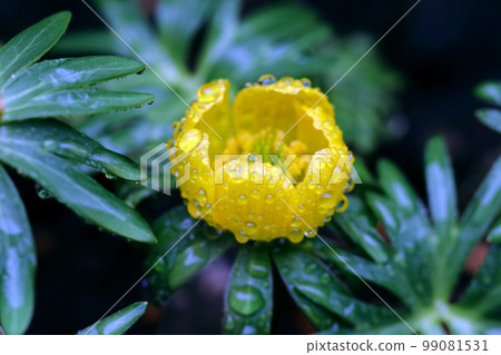 Primitive small yellow flower "Kibana setsubunso" after rain, fresh macro close-up photography with drops. Primitive small yellow flower "Kibana setsubunso" after rain, fresh macro close-up photography with drops. 99081531