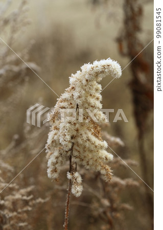 Solidago and Frost 99081545