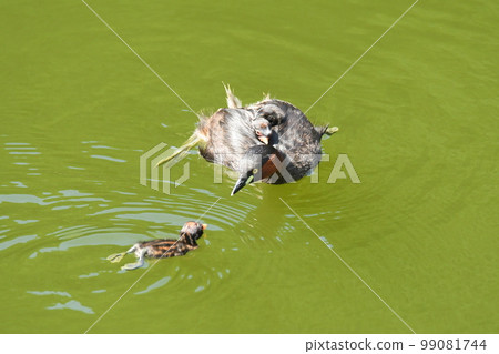 Parenting of Kaizuburi 99081744