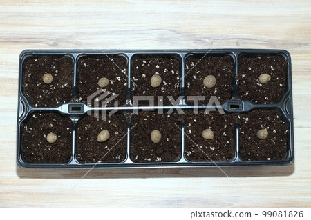 Planting bulbils of Chinese yam, lat. Dioscorea opposita in reusable plastic tray on wooden table Planting bulbils of Chinese yam, lat. Dioscorea opposita in reusable plastic tray on wooden table 99081826