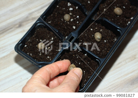 Planting bulbils of Chinese yam, lat. Dioscorea opposita in reusable plastic tray on wooden table Planting bulbils of Chinese yam, lat. Dioscorea opposita in reusable plastic tray on wooden table 99081827