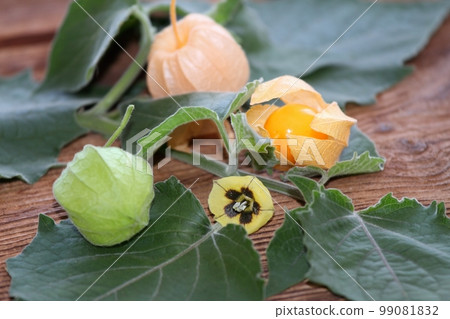 Berries at all stages of growth and stem with flower of Physalis peruviana on the table 99081832
