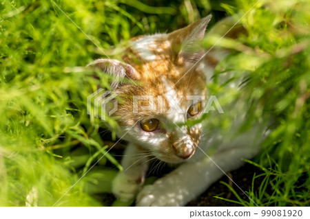 Machibuse - 掃帚草和小貓 Machibuse - 掃帚草和小貓 99081920