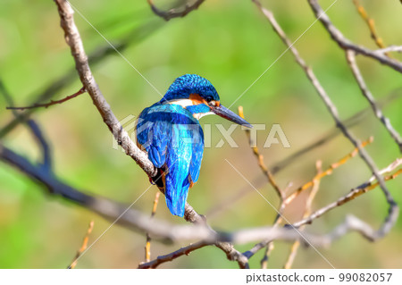 Kingfisher Kingfisher 99082057