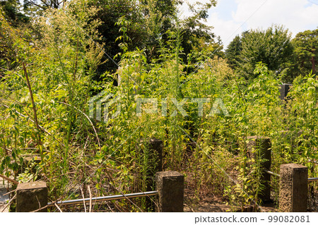 A long overgrown grave without heirs A long overgrown grave without heirs 99082081