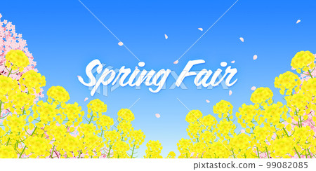 Field of rape blossoms and rows of cherry blossom trees Spring fair background material 99082085