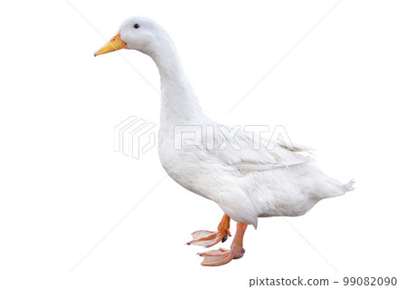 White background duck White background duck 99082090